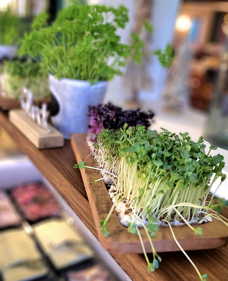 Frische Kresse und Kräuter am Buffet